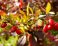Красива, але ризикована рослина: що приховує барбарис Тунберга - фото з відкритих джерел
