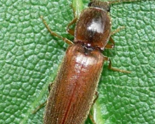 Як зупинити дротяника і врятувати картоплю - фото з відкритих джерел