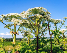 Фото з відкритих джерел