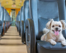 Правила перевезення тварин, фото з відкритих джерел 