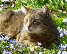Україну накрив антициклон: прогноз сухої та теплої погоди - фото з відкритих джерел