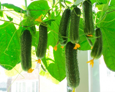 Смачні огірки щодня: практичний гід для садівника - фото з відкритих джерел