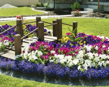 Які квіти обрати для саду, щоб вони не боялись спеки на Криворіжжі