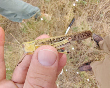 Фото з відкритих джерел