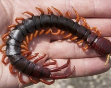 Сколопендри активізувалися, фото з відкритих джерел 