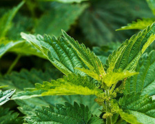 Зелений лікар - фото з відкритих джерел