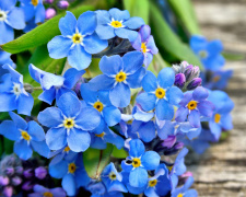 Квітка спогадів: таємниці та символіка незабудки - фото з відкритих джерел