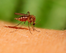 Чому комарі кусають саме вас - фото з відкритих джерел