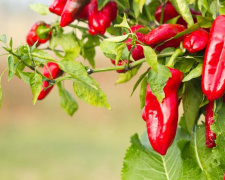 Перець на підвіконні: як отримати врожай у квартирі - фото з відкритих джерел