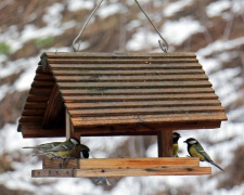 Фото з відкритих джерел