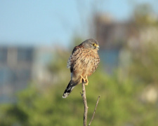 Боривітр, фото Ігоря Янчука