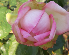 Секрет здорових троянд: крок за кроком осіння обрізка - фото з відкритих джерел