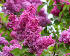 Погодні сюрпризи - фото ілюстративне з відкритих джерел  