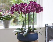 Помилки, яких слід уникати, щоб орхідея не переставала квітнути - фото з відкритих джерел