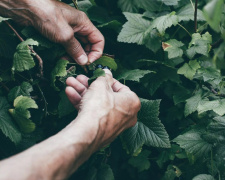 Щедрий урожай смородини: що зробити вже навесні - фото з відкритих джерел