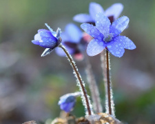 Весна на паузі: Україну накриють холод і дощі - фото з відкритих джерел