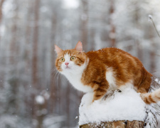 Погода на межі сезонів: чого чекати українцям цього тижня - фото з відкритих джерел