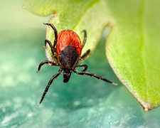 Сезонні загрози, фото з відкритих джерел 