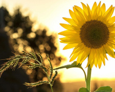 Календар свят липня 2025 - фото з відкритих джерел