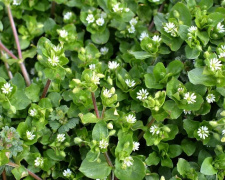 Чому росте мокриця і як її зупинити - фото з відкритих джерел