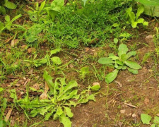 Чому досвідчені городники вкривають землю картоном - фото з відкритих джерел