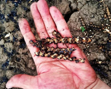 Фото krivbass.city