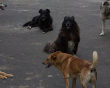 В Кривом Роге жители требуют проводить отлов бездомных собак