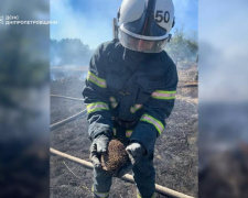 Їжачка винесли з полумʼя: на Дніпропетровщині вогнеборці врятували життя маленькій тваринці
