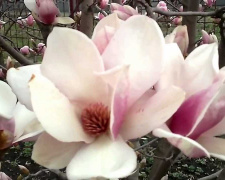 Як доглядати за магнолією після посадки восени - фото з відкритих джерел