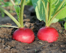 Овоч, який спалює калорії і рятує серце - фото з відкритих джерел