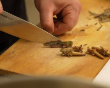 Як нашестя комах стало кулінарним експериментом у Дніпрі - фото з відкритих джерел