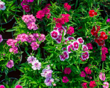 Квіти, що витісняють бур’яни: красиво і практично - фото з відкритих джерел