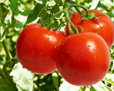 Найкраще обирати для томатів дружніх сусідів - фото з відкритих джерел