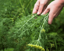 Кріп, що проростає з характером - фото з відкритих джерел