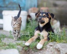 Чому проблема безпритульних тварин стосується кожного - фото з відкритих джерел