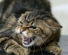 Сказ у тварин, фото з відкритих джерел 