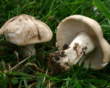 Гриб, що пахне весною - фото з відкритих джерел