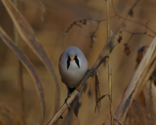 фото Ірини Карпець