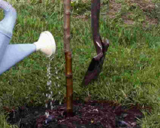 Час садити яблуні: чому осінь виграє у весни - фото з відкритих джерел