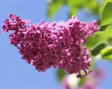 Бузок, що не в’яне - фото з відкритих джерел