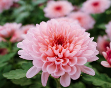 Як змусити хризантеми цвісти розкішно і довго - фото з відкритих джерел