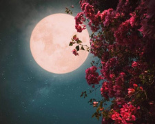 Квіткова повня - фото ілюстративне з відкритих джерел 