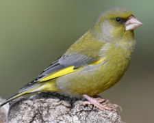 Зеленяк звичайний, фото з відкритих джерел 