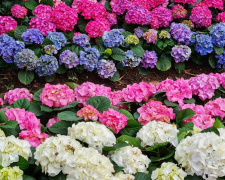 Весна для гортензій: від догляду до яскравого цвітіння - фото з відкритих джерел