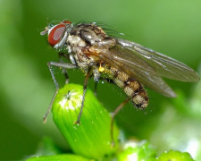 Як позбутися мух - фото з відкритих джерел