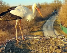 Лелека вже вдома? У гнізді помітили першого птаха - фото з відкритих джерел