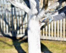 Осіння побілка дерев: навіщо, коли і як це робити правильно - фото з відкритих джерел