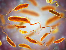 Холерний вібріон, фото з відкритих джерел 