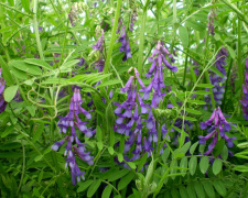 Азотова магія: рослини, що роблять ваш сад щасливим - фото з відкритих джерел