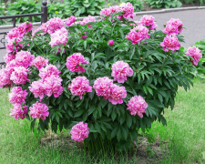 Півонії: квіти, що лікують душу — фото з відкритих джерел